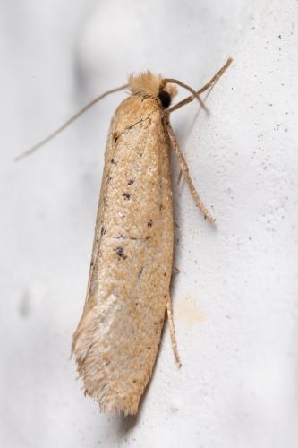 Réf. 349 371 : Myrmecozela ataxella